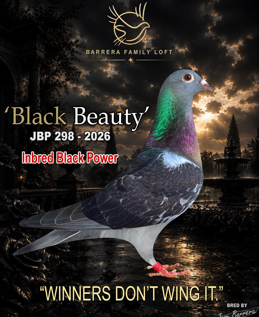 A Barrera Family Loft racing pigeon held in hand