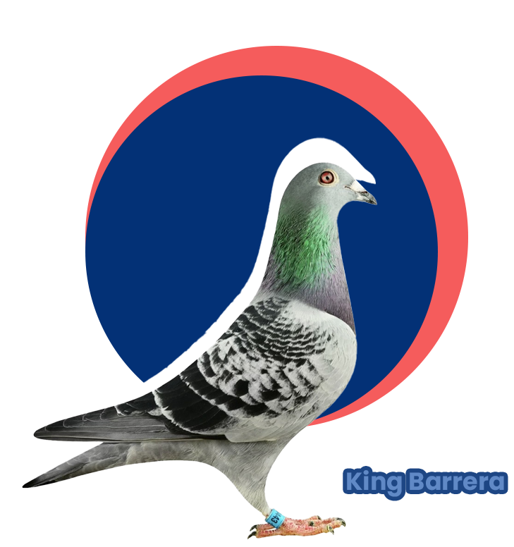 A pigeon is standing in front of the king barrett logo.