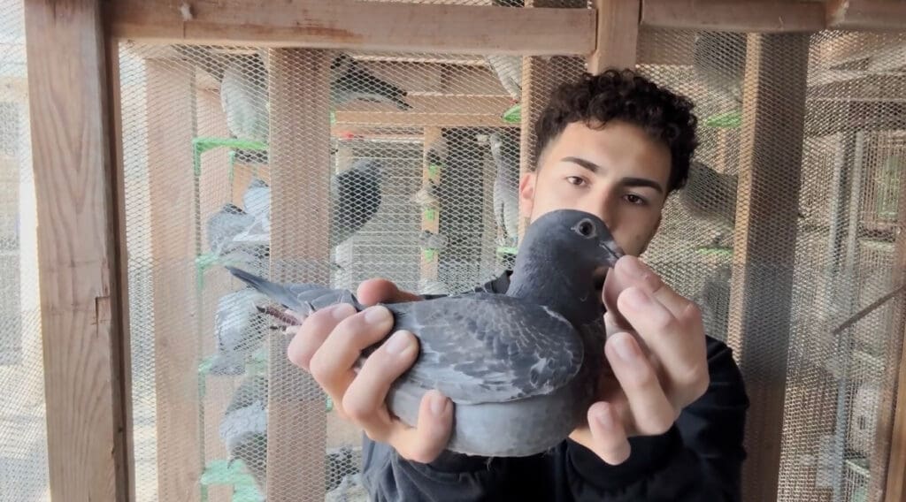 Person holding a pigeon in aviary.