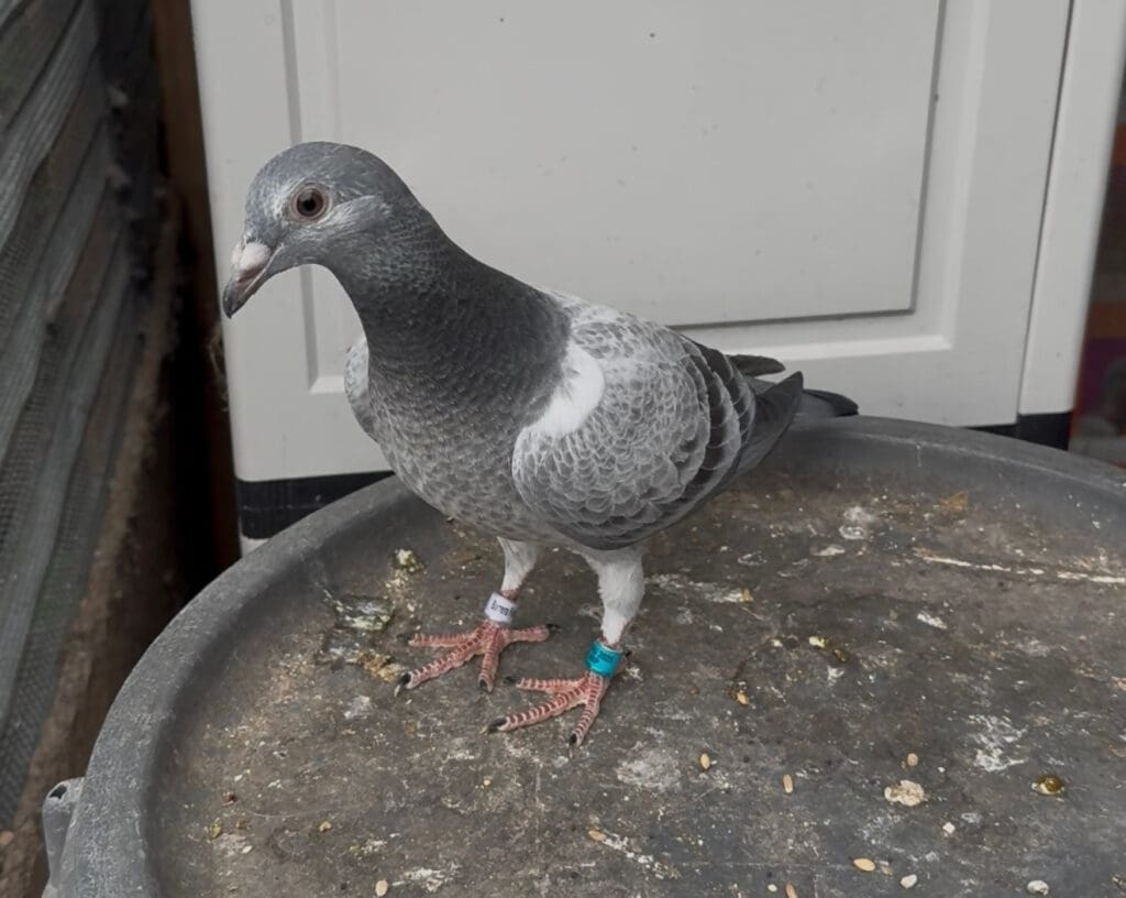 Pigeon with leg bands on round surface.