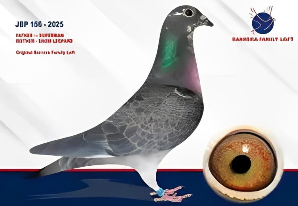 Pigeon with eye detail and loft logo.