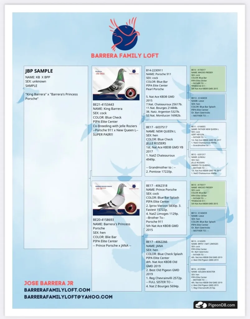 Pigeon pedigree chart with detailed information.