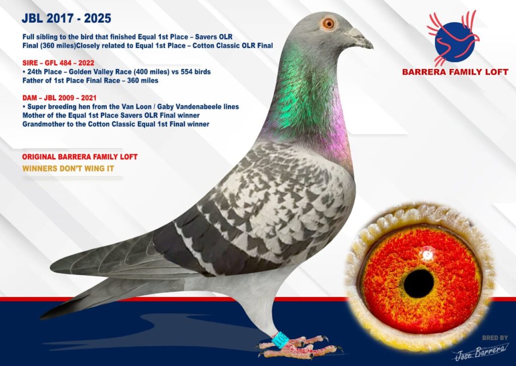 Champion racing pigeon with detailed race and pedigree information.