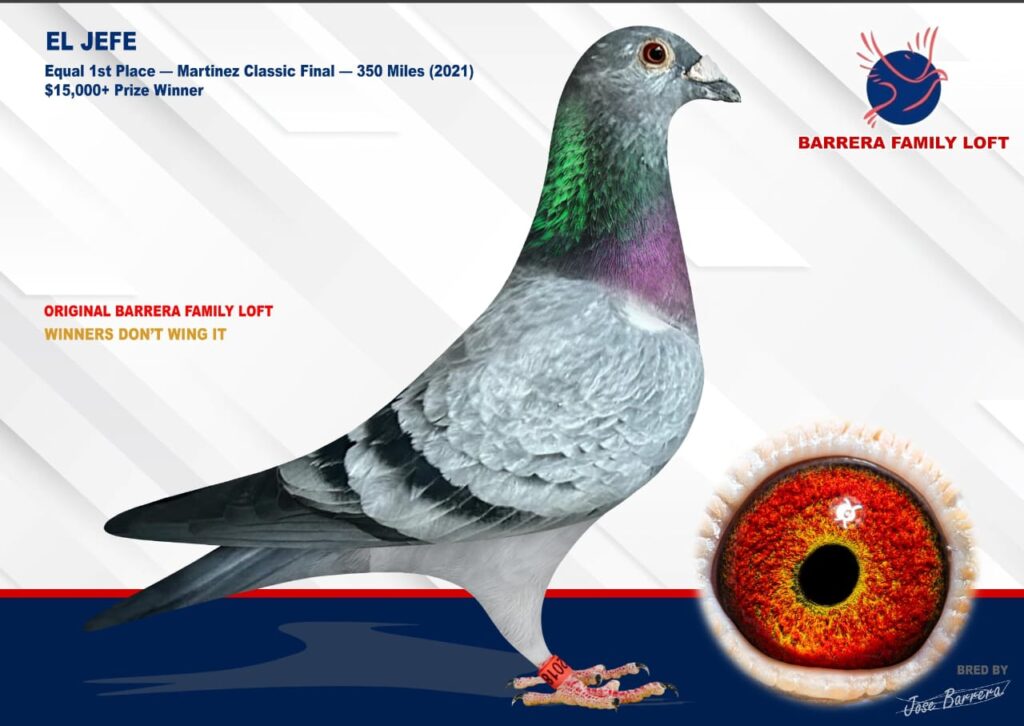 A racing pigeon with detailed annotations and a close-up of its eye.
