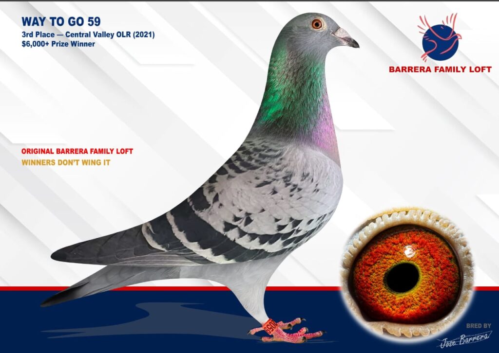 Racing pigeon with detailed eye and feather markings shown.