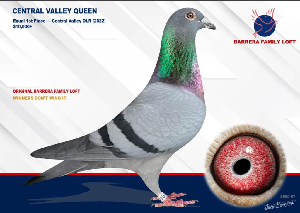 A racing pigeon named Valley Queen with detailed annotations and a close-up of its eye.