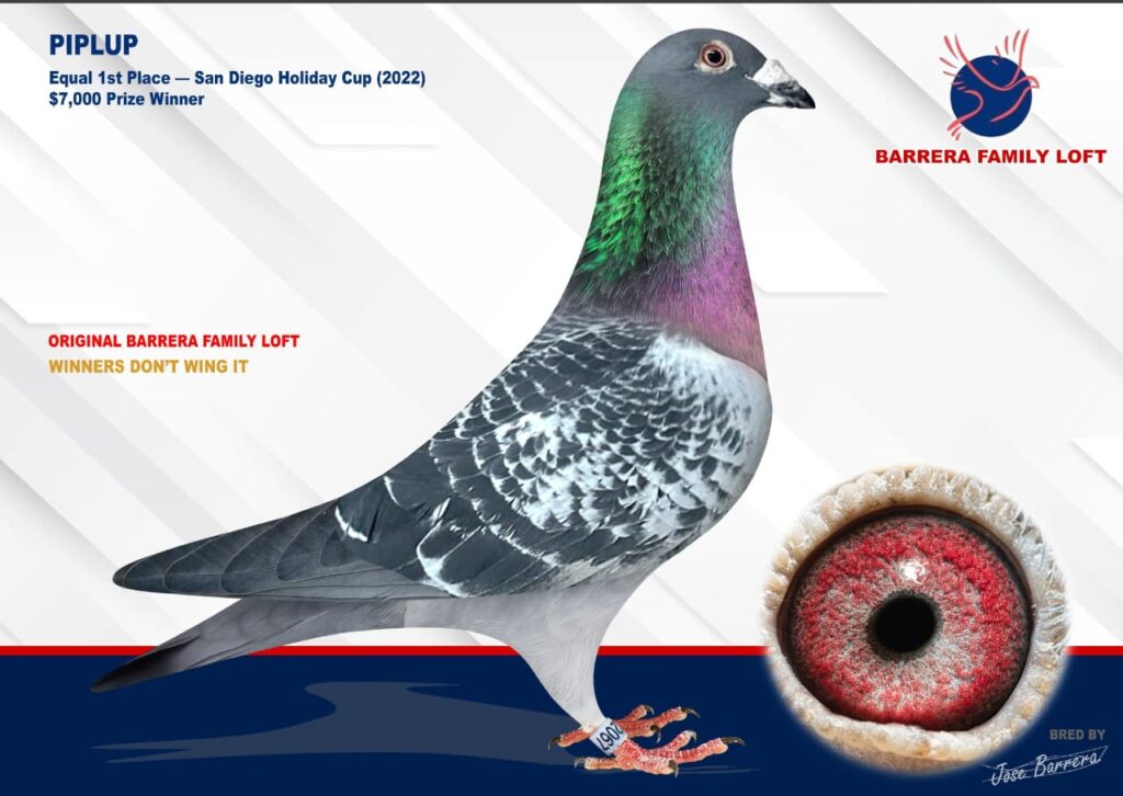 A detailed image of a racing pigeon with its eye highlighted.