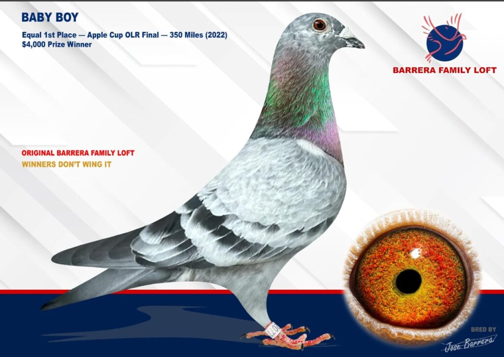 A detailed profile of a racing pigeon with a close-up of its eye.
