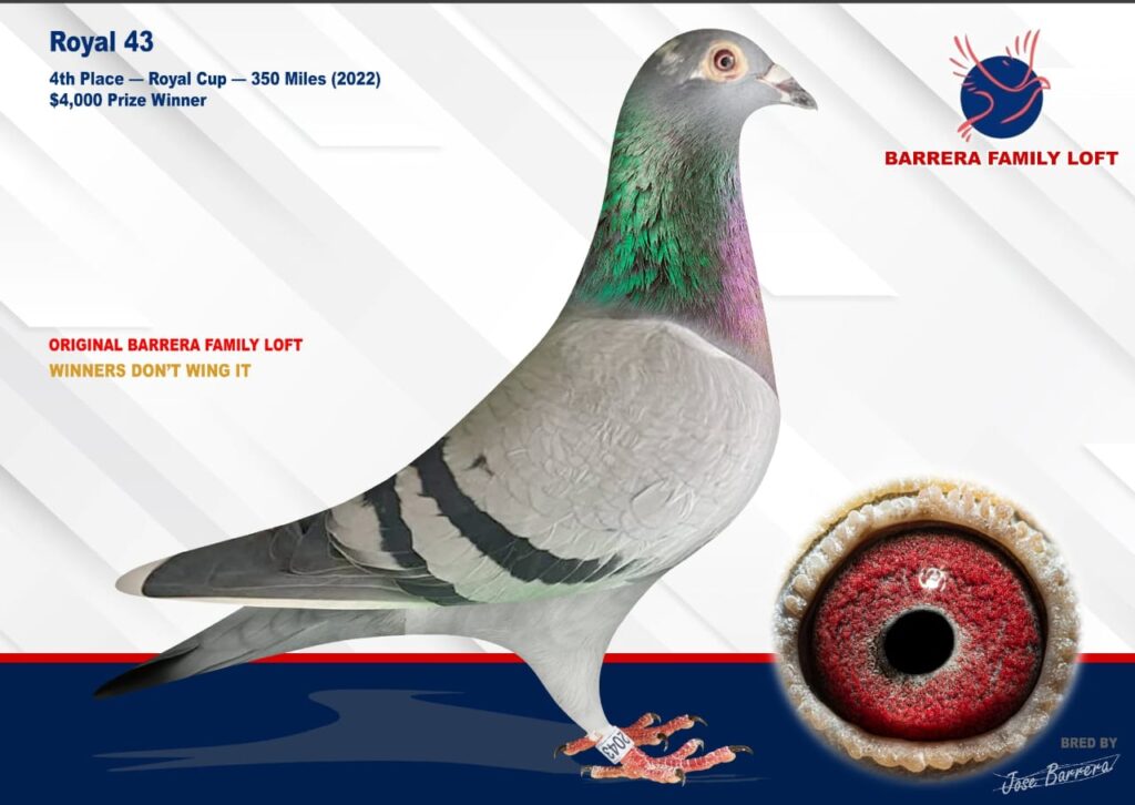 A racing pigeon with detailed markings and eye close-up.