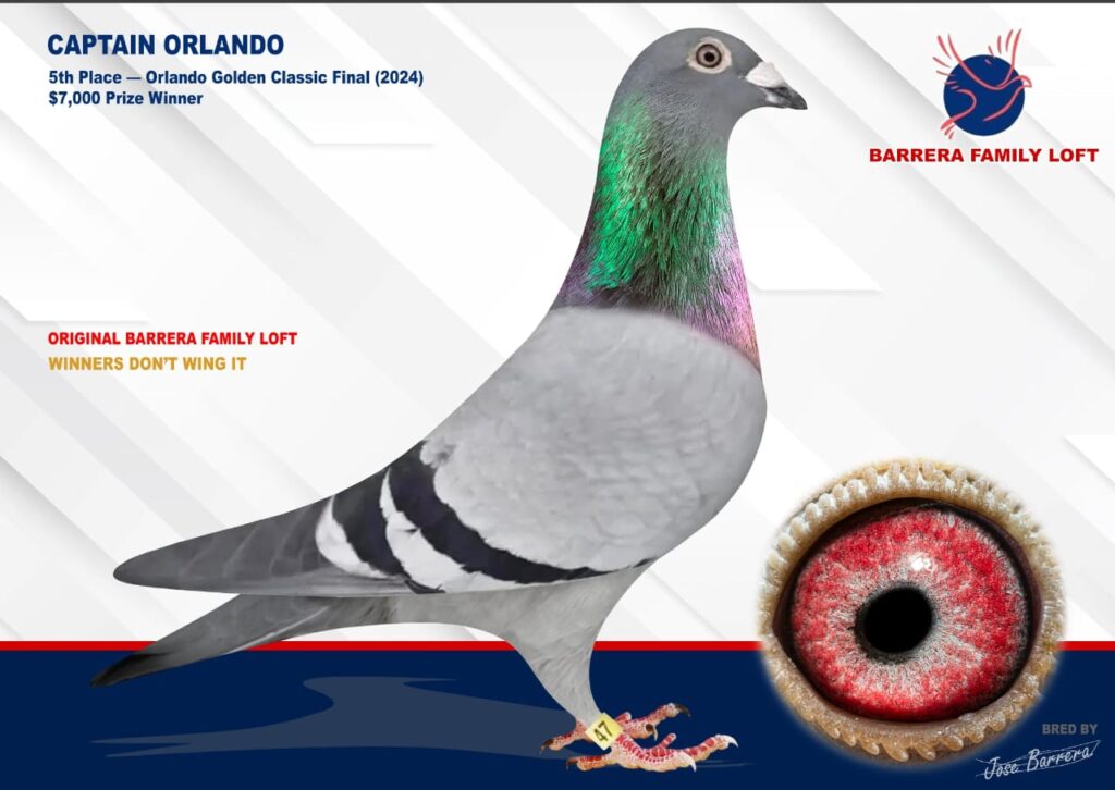 A racing pigeon with detailed annotations of its eye and feathers.