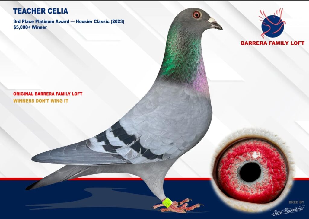 Racing pigeon named Celia with detailed eye and leg band close-up.