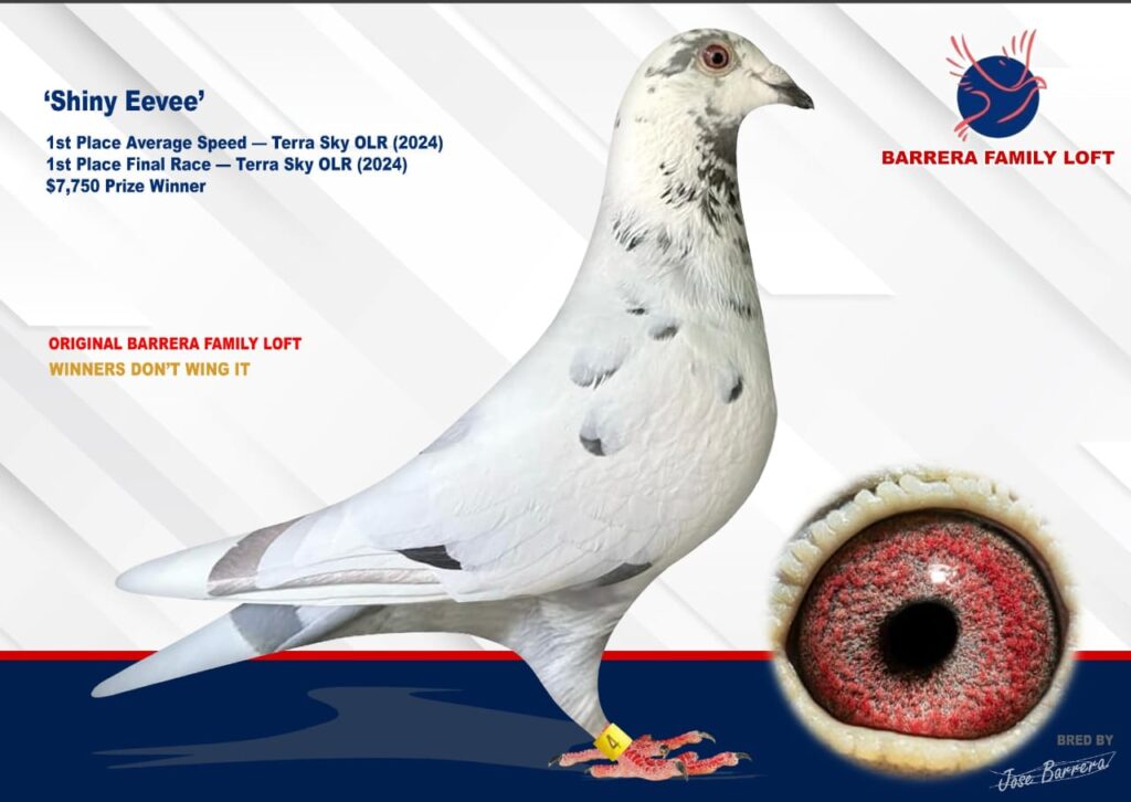 White racing pigeon with distinctive eye and foot band markings.