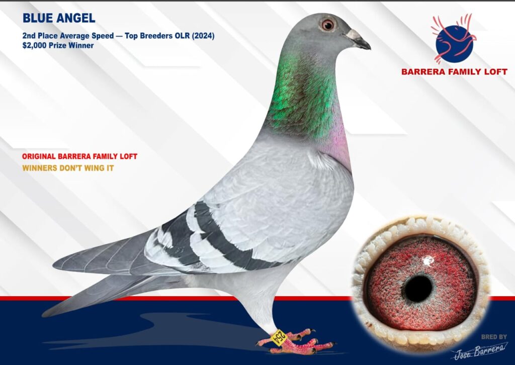 Racing pigeon with detailed eye and ring ID information.