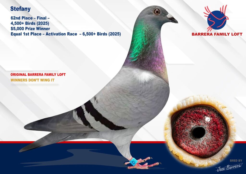 Racing pigeon with detailed eye close-up and performance stats.