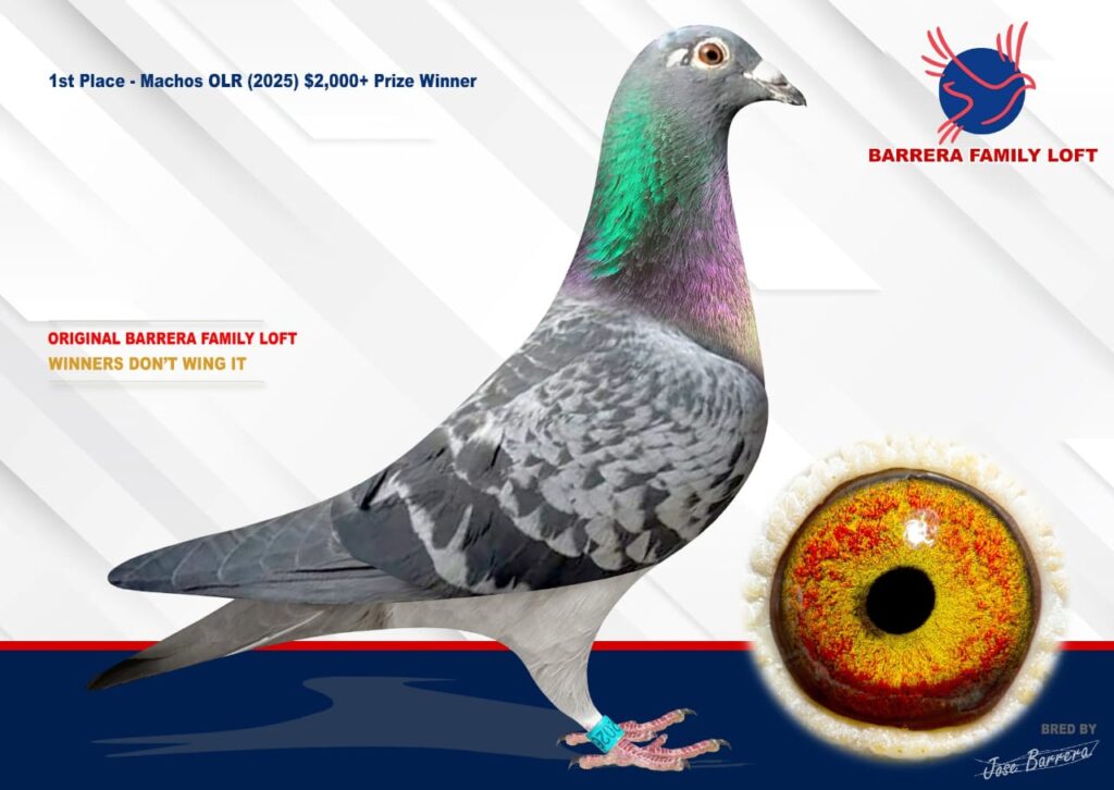 Racing pigeon with detailed eye close-up and identification info.
