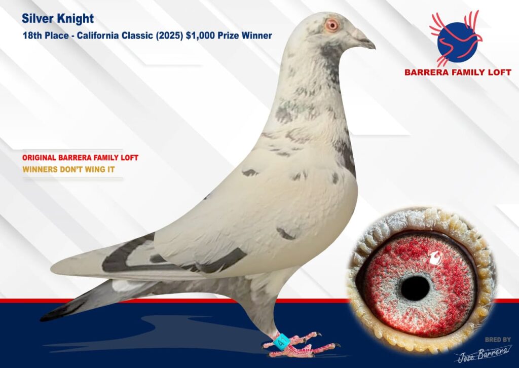 A California Classic pigeon with speckled white and gray feathers.