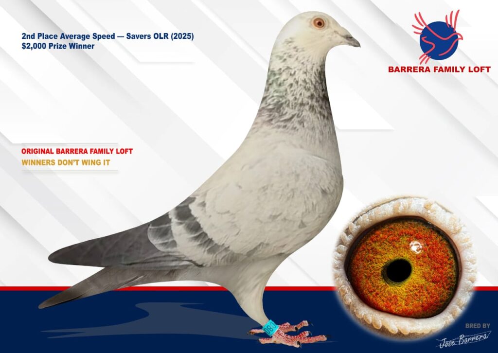 A racing pigeon with speckled feathers and a close-up of its orange eye.