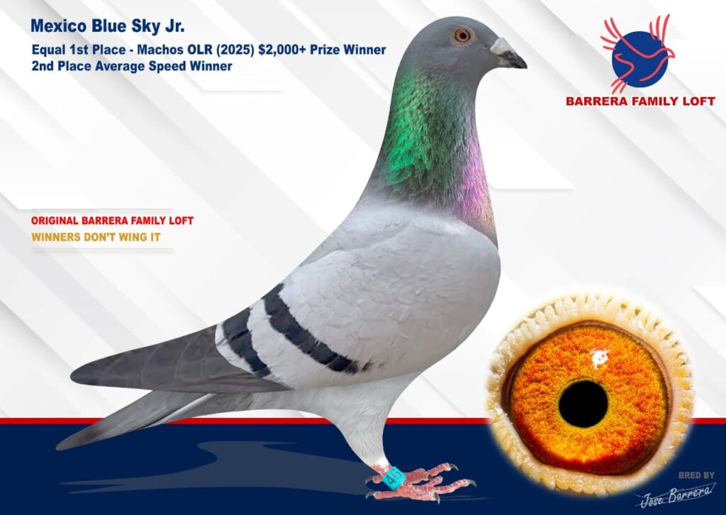 A racing pigeon with detailed eye close-up and pedigree info.