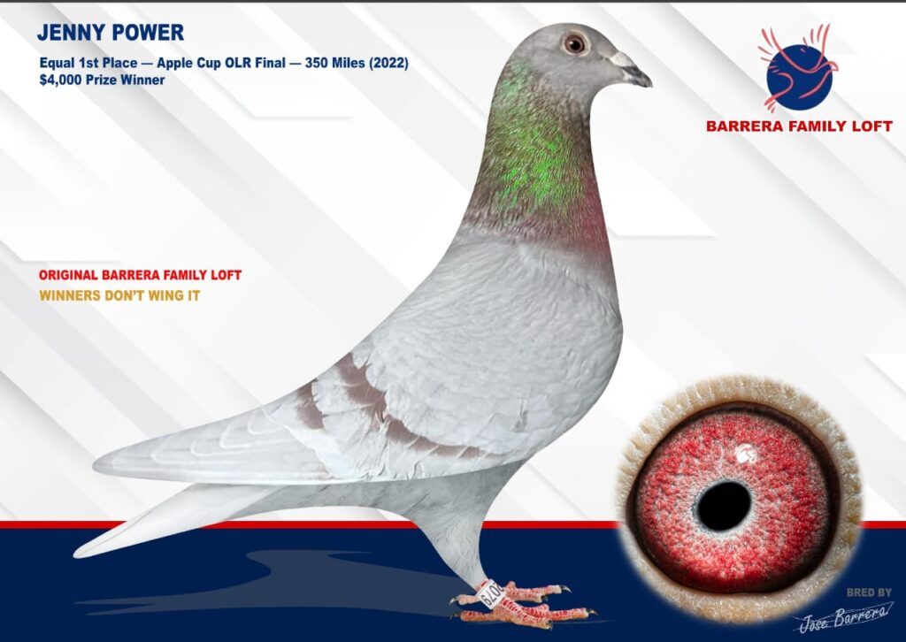 A racing pigeon with a detailed eye close-up and pedigree information.
