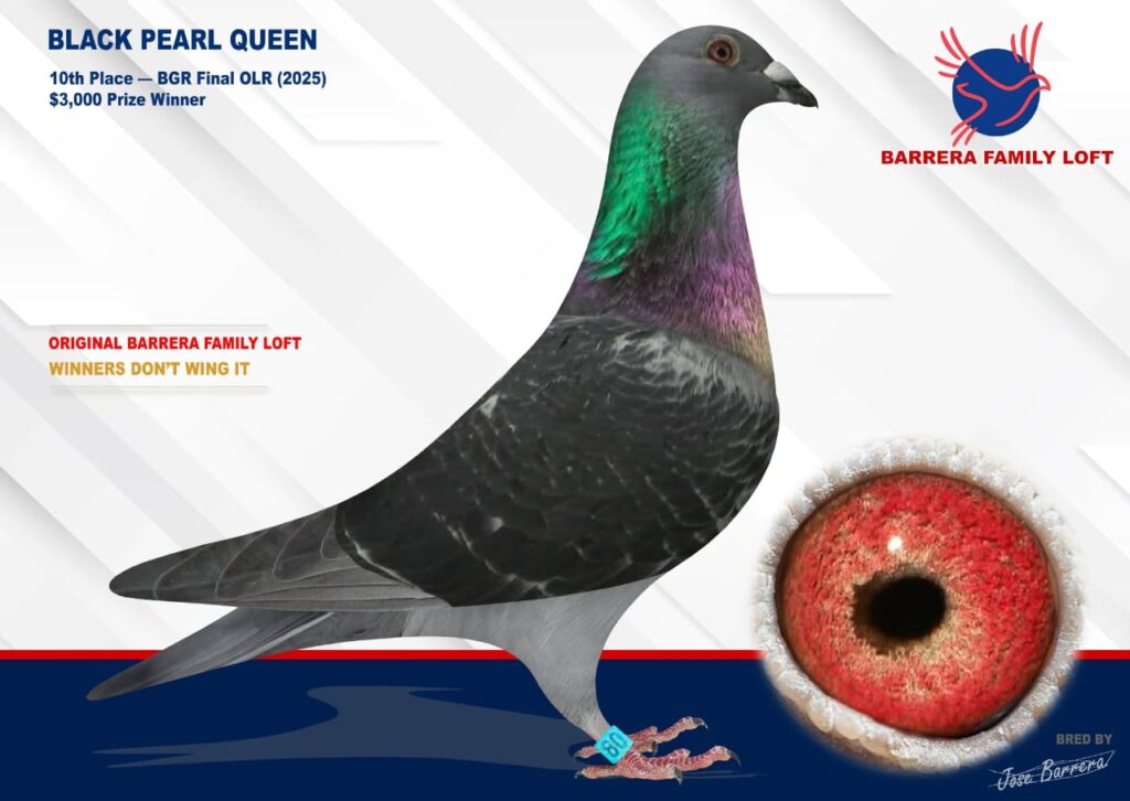 A racing pigeon named Pearl Queen with detailed eye close-up.