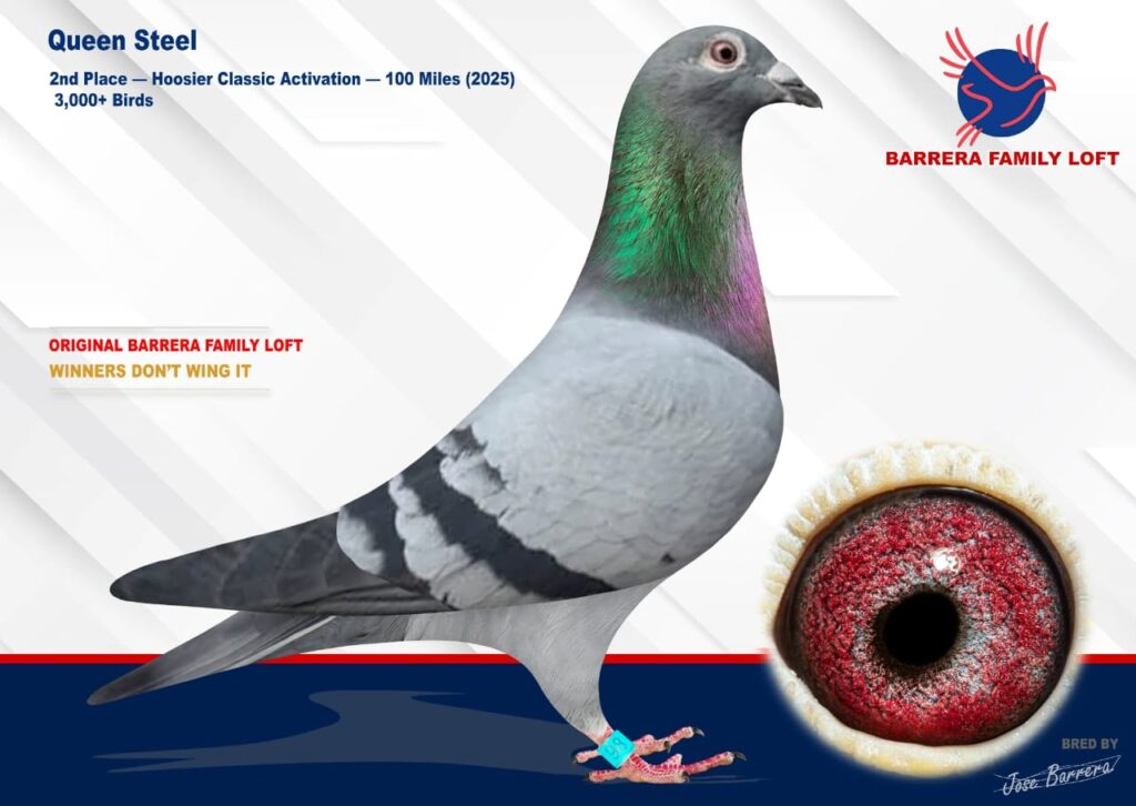 Racing pigeon with detailed eye close-up and identification band.