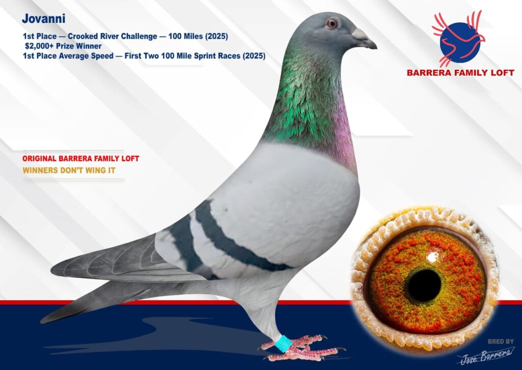 Racing pigeon with detailed eye close-up and racing stats.
