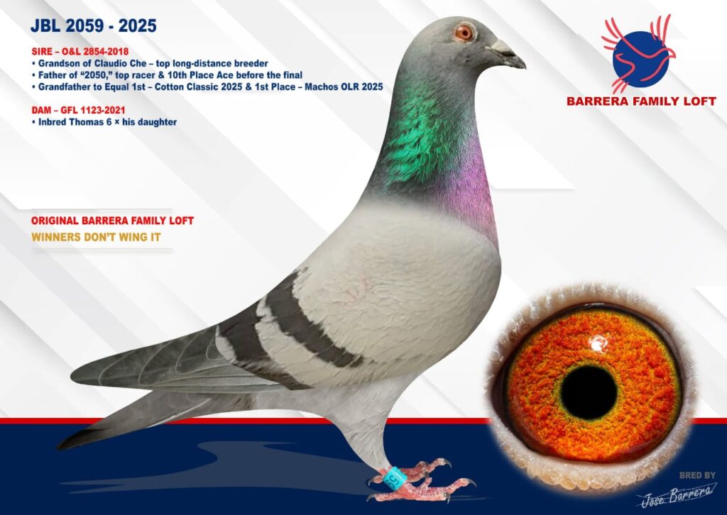 Racing pigeon named Blue Bar 2025 with detailed eye and identification info.