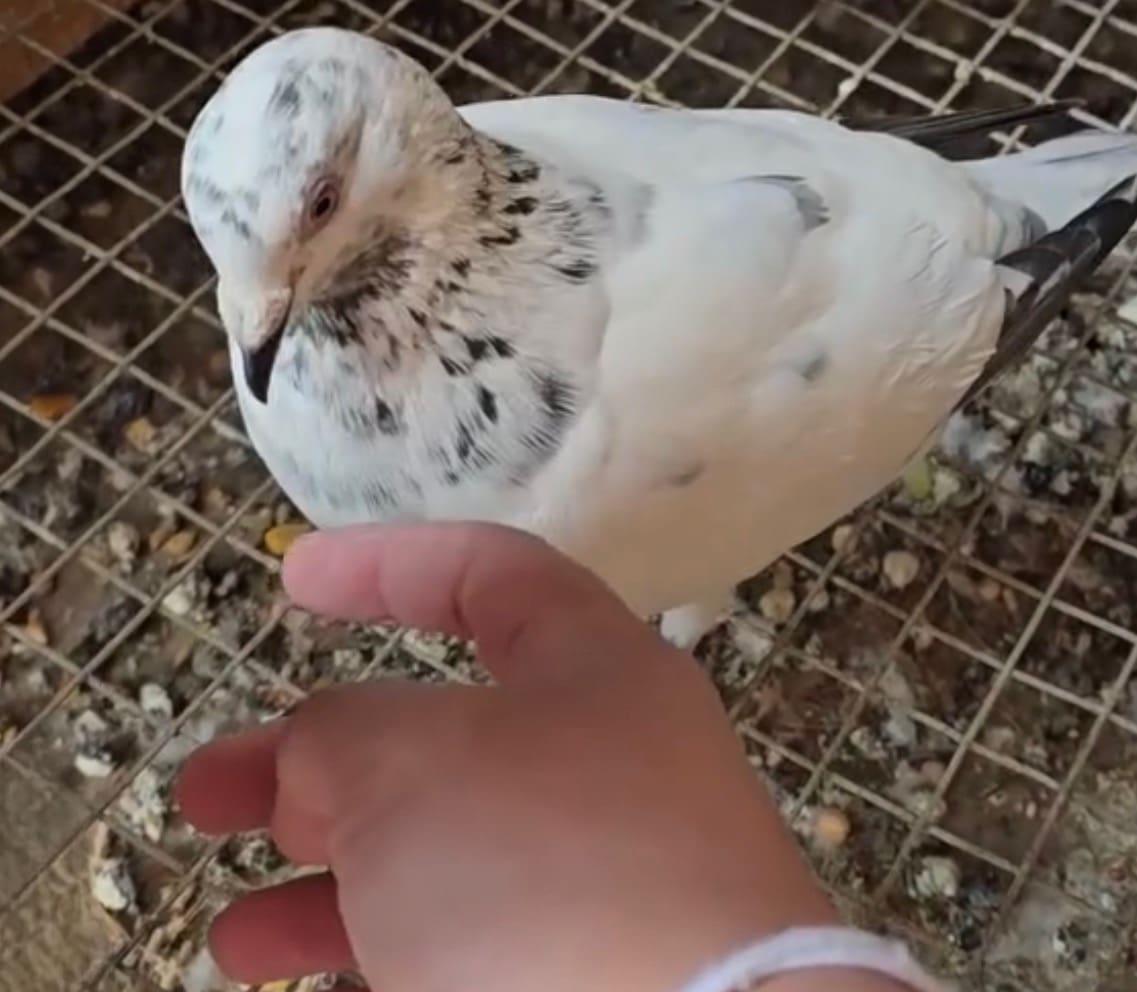 A white pigeon with black spots perched near a child's hand.