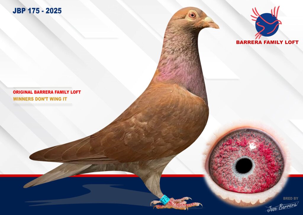 A brown racing pigeon with a close-up of its eye on a white background.