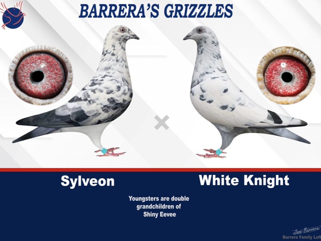 Two pigeons, Sylveon and White Knight, with their eye close-ups and names.