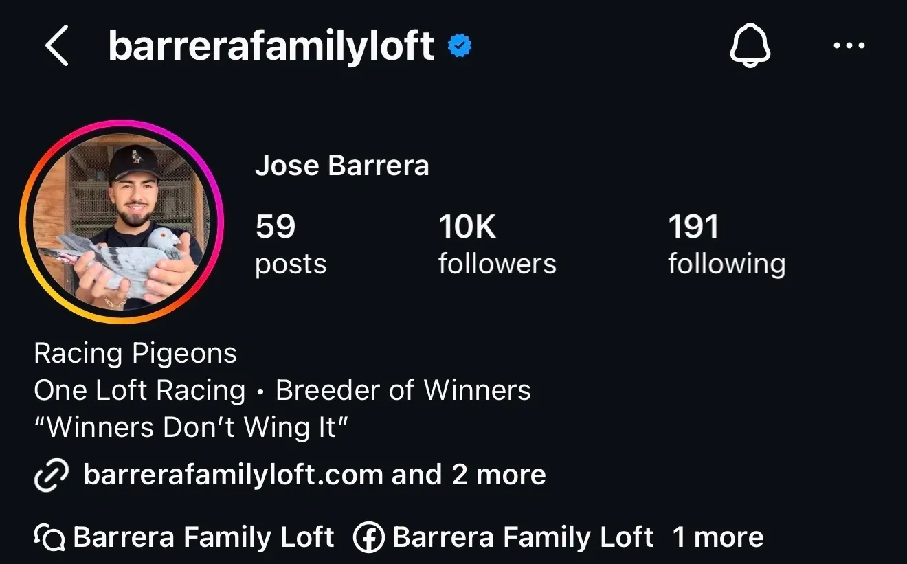 Instagram profile screenshot: pigeon racing account