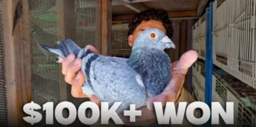 Person holding prize racing pigeon inside coop