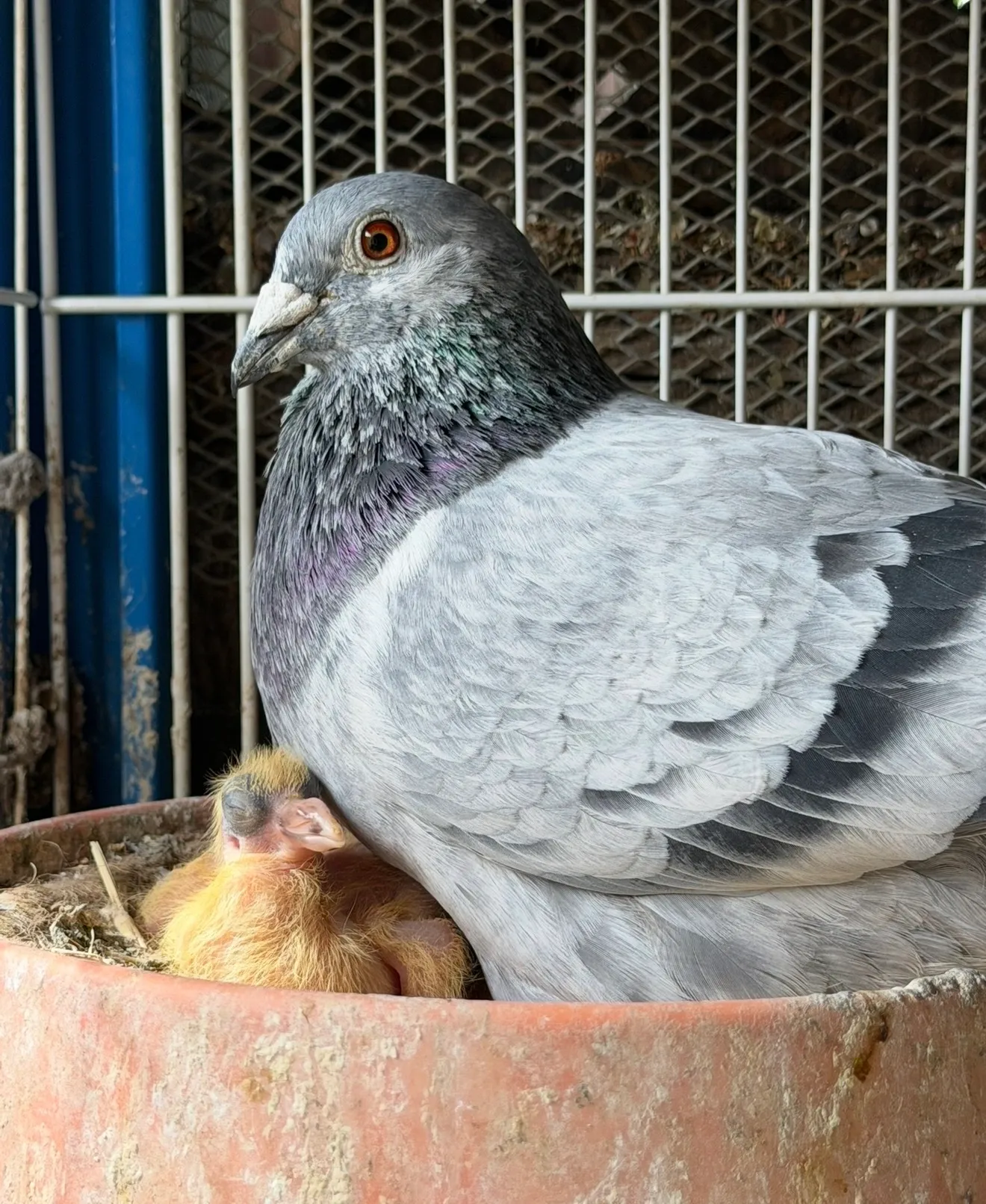 Adult pigeon sheltering yellow chick in nest