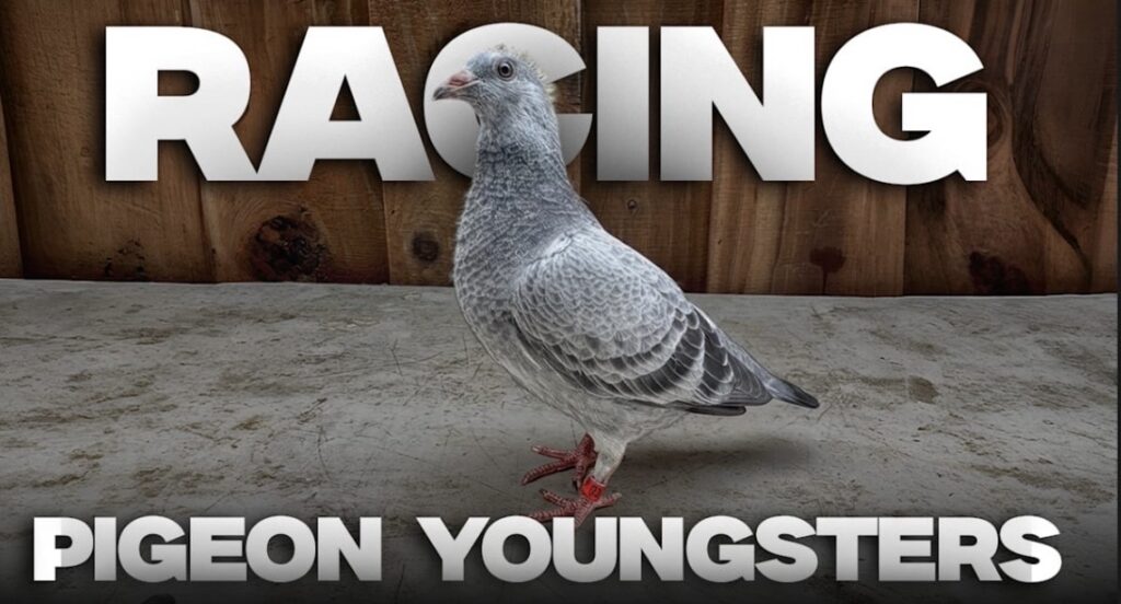 A pigeon standing on a gray surface with a wooden background.