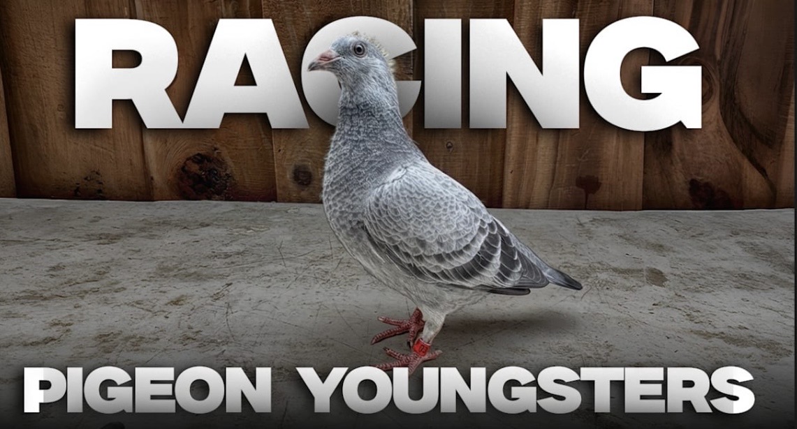 A pigeon standing on a gray surface with a wooden background.