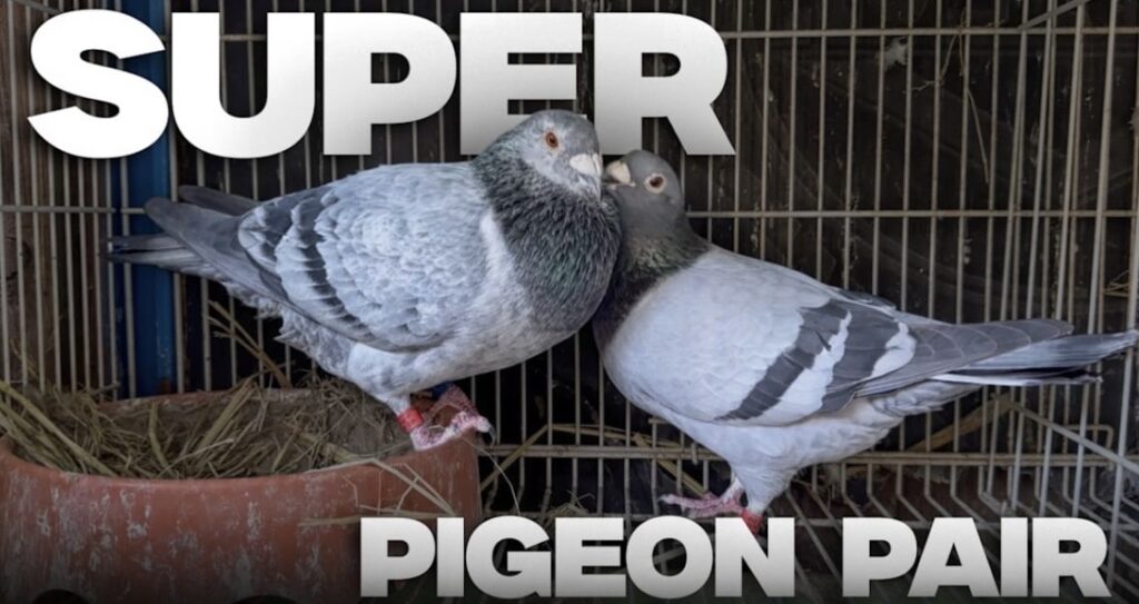 Two pigeons perched closely together on a hand inside a cage.