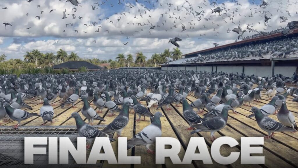 Thousands of pigeons take flight at a race track stadium.
