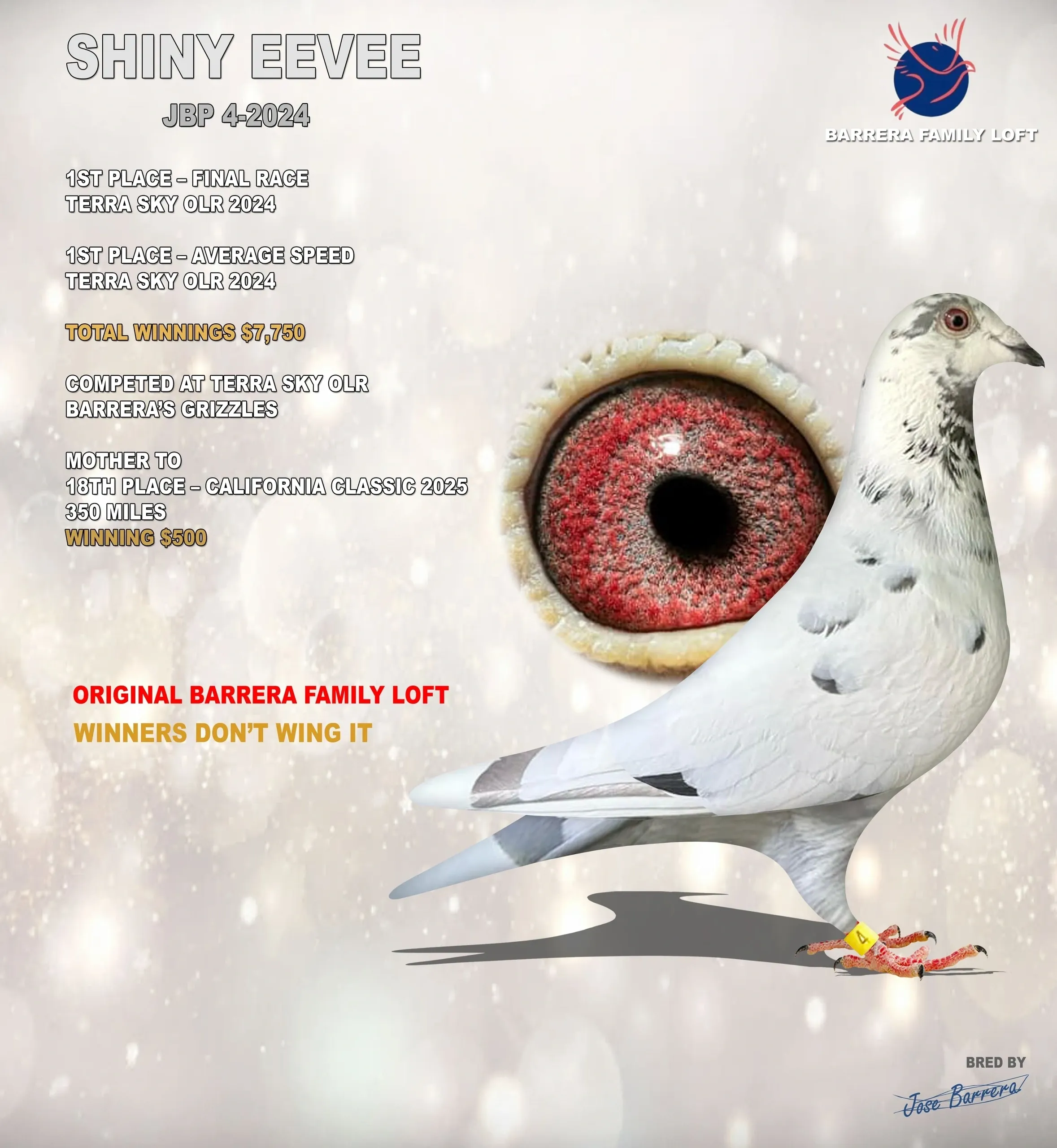 White racing pigeon with red eye close-up