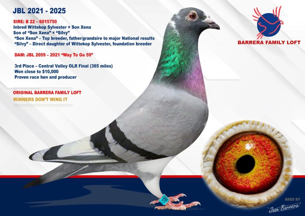 A racing pigeon with detailed info and a close-up of its eye.
