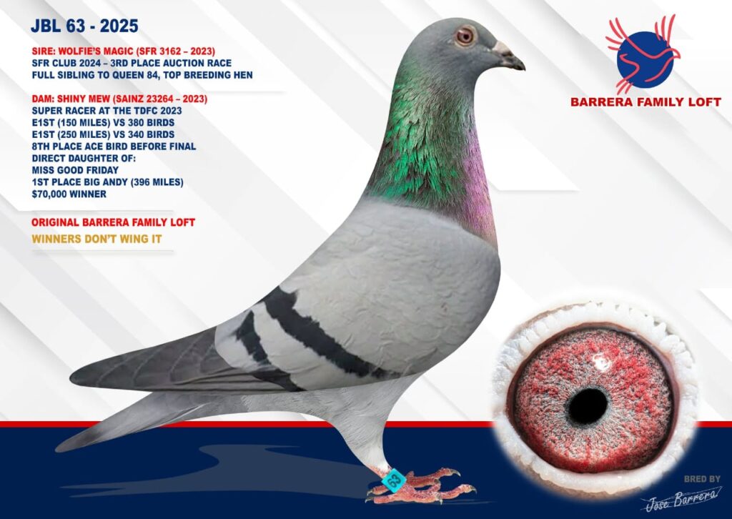 A racing pigeon with detailed pedigree and eye close-up.