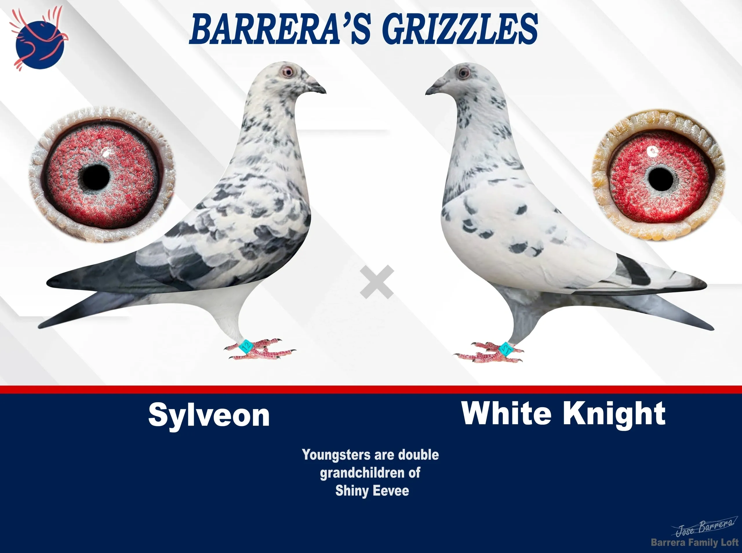 Grizzle pigeons Sylveon and White Knight